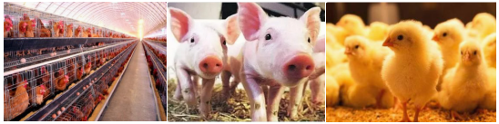 FDA Certified β Mannanase Acid Enzyme Promoting Animal Growth 1